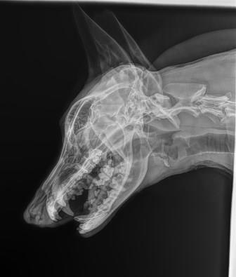 lateral-skull-hd-1.jpg